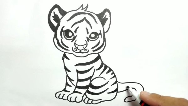 Идеи для срисовки морда тигра легкие (90 фото)