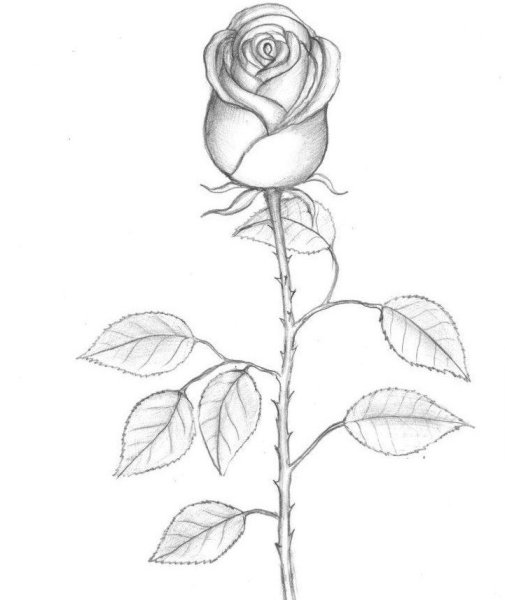 Идеи для срисовки легкие розы (90 фото)