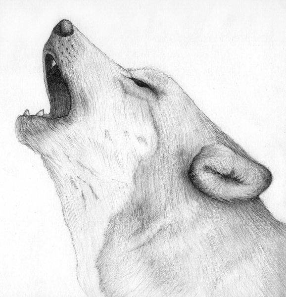 Идеи для срисовки самые легкие волка (88 фото)