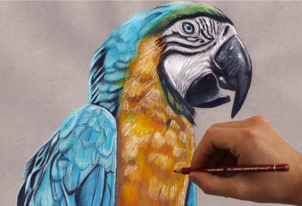 Идеи для срисовки волнистый попугай легкие (90 фото)