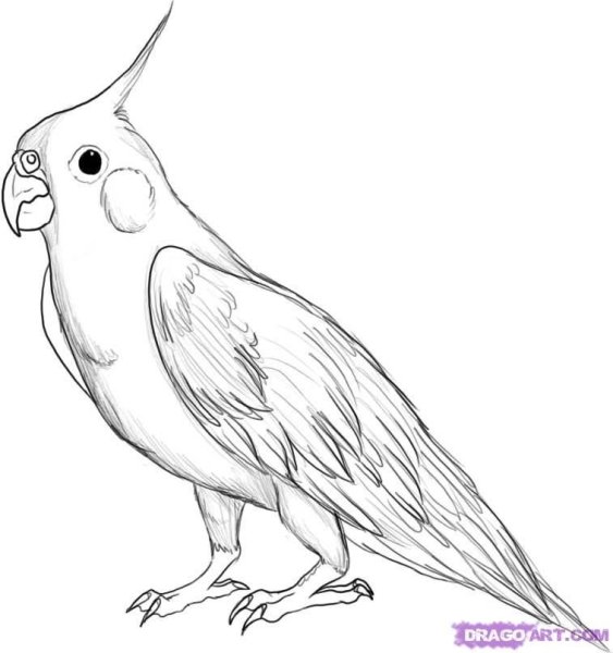 Идеи для срисовки легкие попугай (90 фото)