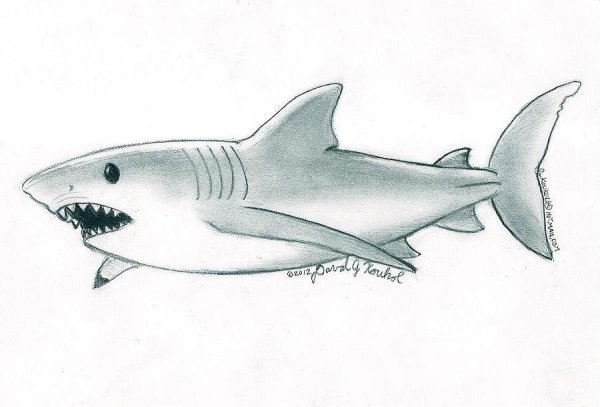 Идеи для срисовки акула легкие (87 фото)