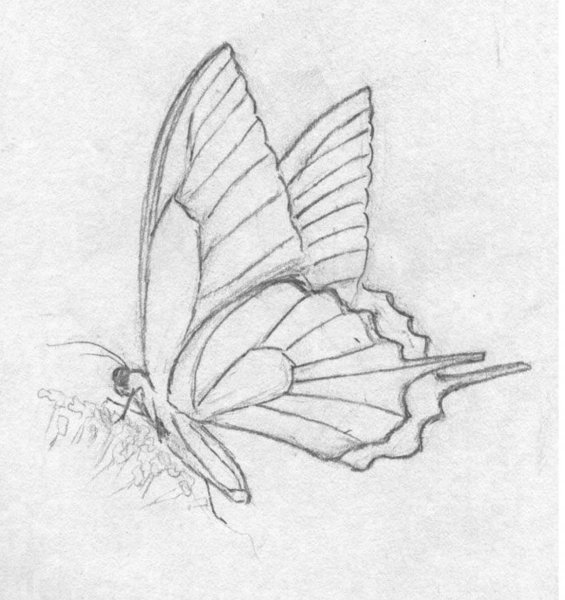 Идеи для срисовки бабочка для детей легкие (88 фото)