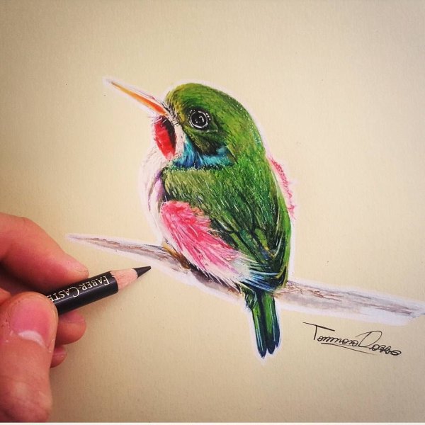 Идеи для срисовки колибри легко (90 фото)