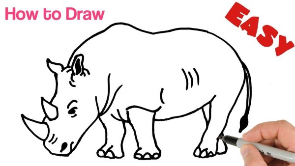 Идеи для срисовки носорог легкие (90 фото)
