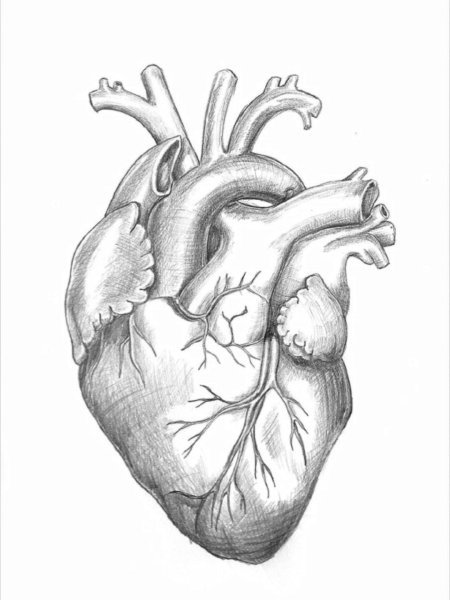 Идеи для срисовки сердце анатомия легко (90 фото)
