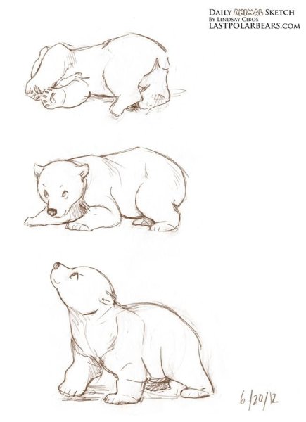 Идеи для срисовки бурый медведь легкие (90 фото)