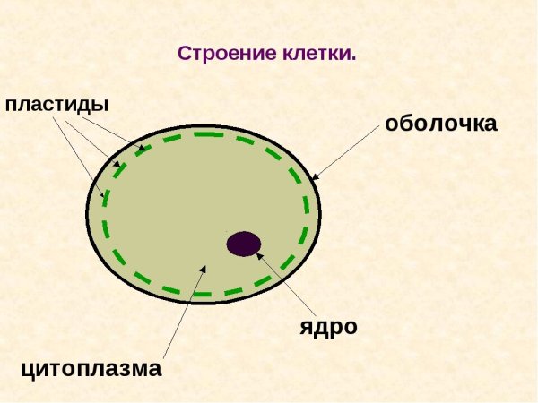 В какой клетке находится цитоплазма. Строение цитоплазмы клетки. Клетка цитоплазма ядро схема. Строение клетки ядро цитоплазма мембрана. Строение клетки ядро цитоплазма.