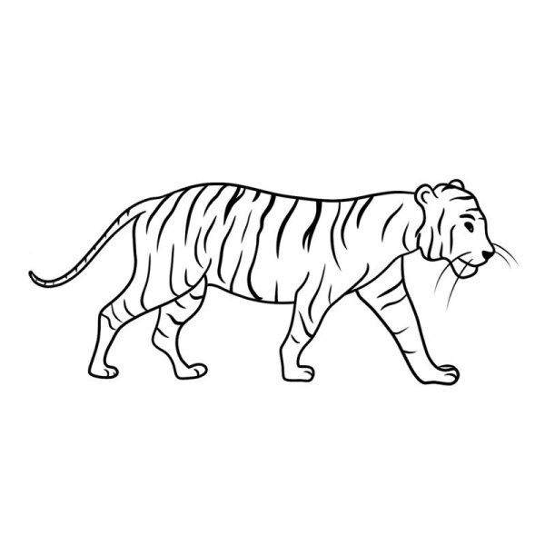 Идеи для срисовки амурский тигр легкие для детей (90 фото)