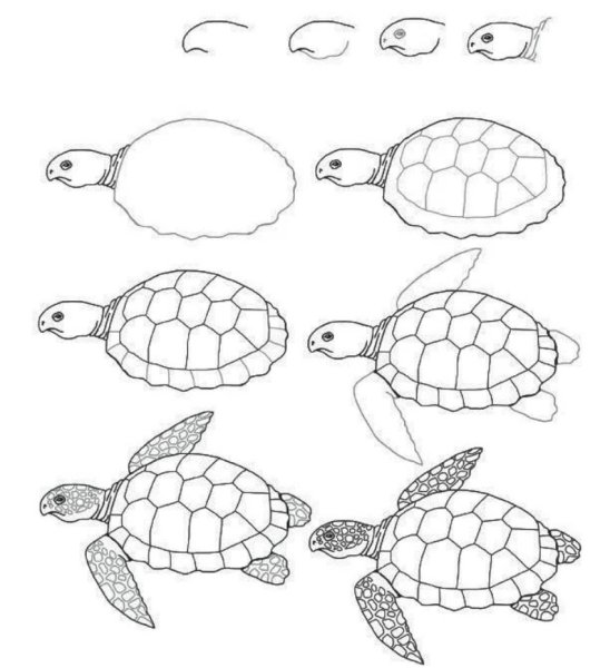 Идеи для срисовки красноухая черепаха легко (82 фото)