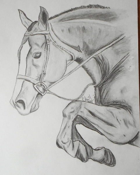 Идеи для срисовки лошадь с человеком легко (90 фото)
