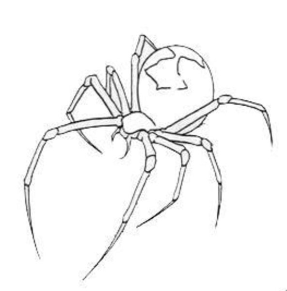 Идеи для срисовки паука легко и быстро (90 фото)