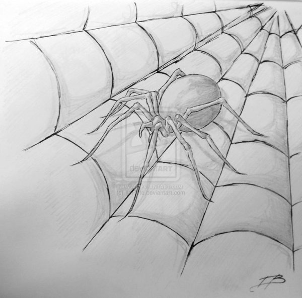 Рисование паутины