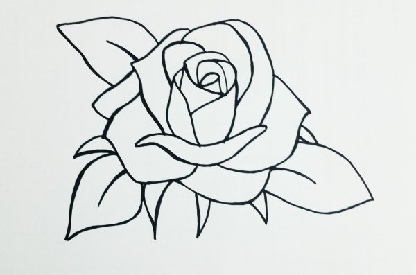 Лёгкий рисунок розы для срисовки