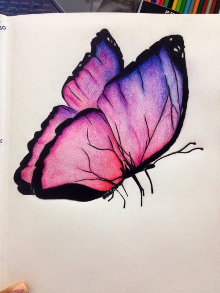 Идеи для срисовки красивые бабочек для начинающих (86 фото)