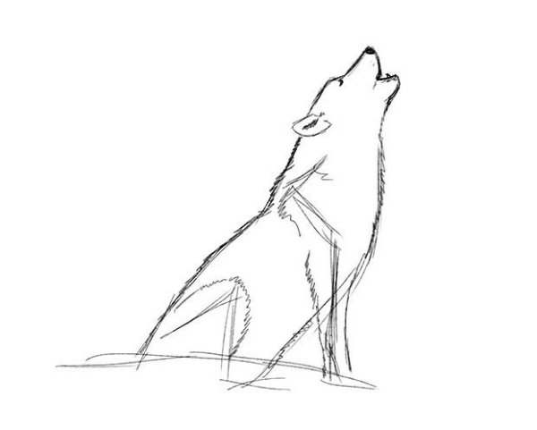 Идеи для срисовки волка легко поэтапно начинающему (90 фото)