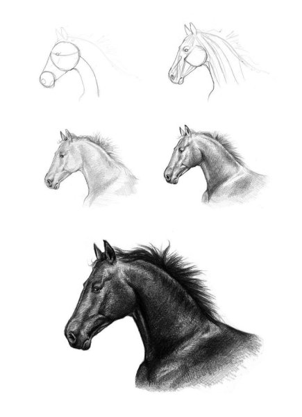 Идеи для срисовки красивые карандашом для начинающих лошади (90 фото)