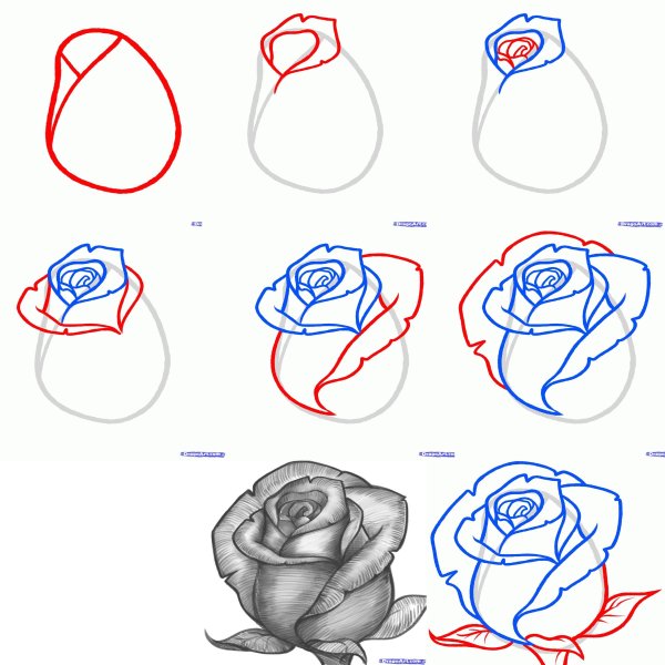 Идеи для срисовки легкие поэтапно для начинающих розы (90 фото)