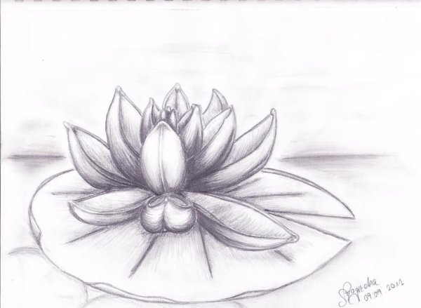 Идеи для срисовки карандашом легкие для начинающих цветы (90 фото)