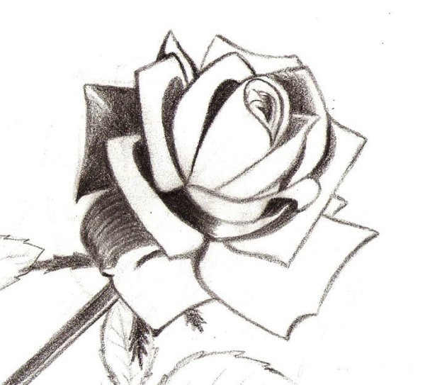 Идеи для срисовки роза простой карандашом для начинающих (90 фото)