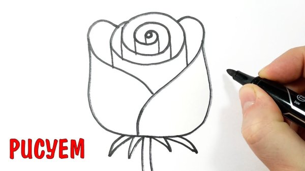 Идеи для срисовки роза карандашом легко для начинающих поэтапно (90 фото)