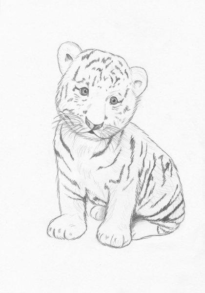 Идеи для срисовки тигра карандашом легко и красиво для начинающих (90 фото)