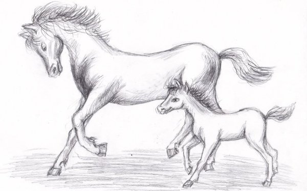 Идеи для срисовки лошадей простым карандашом для начинающих (90 фото)