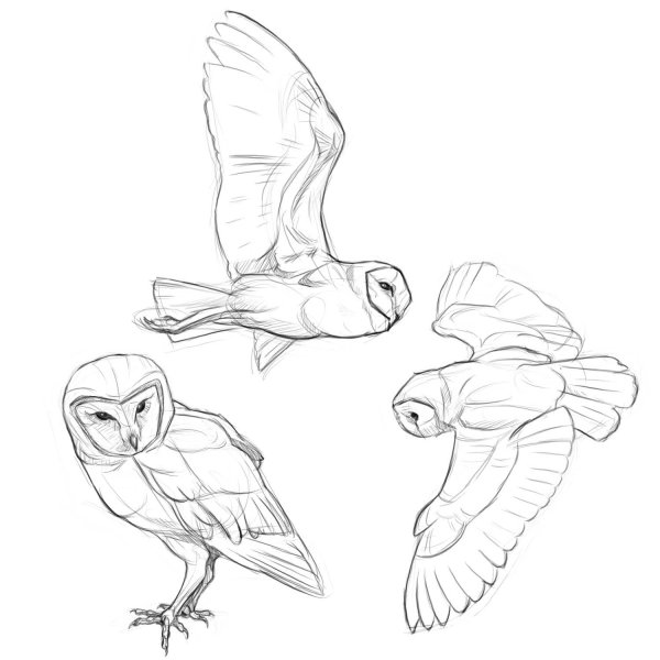 Идеи для срисовки простым карандашом птицы для начинающих (90 фото)
