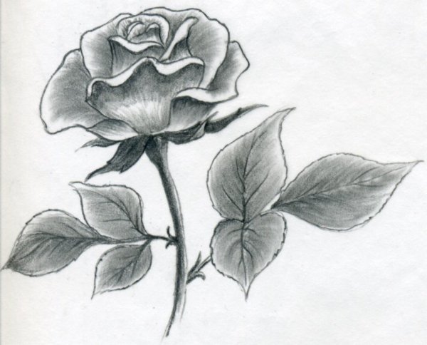 Идеи для срисовки маленький цветок роза (90 фото)