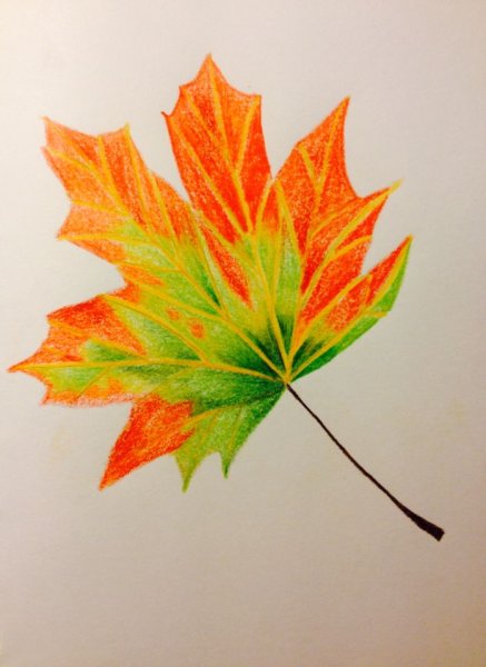Идеи для срисовки кленовый листок маленький (87 фото)