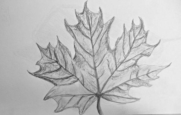 Идеи для срисовки кленовый лист маленький (90 фото)