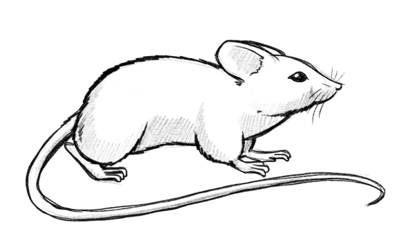 Идеи для срисовки мышка маленькая (90 фото)