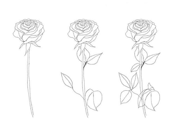 Идеи для срисовки розы карандашом для начинающих легкие и красивые поэтапно (90 фото)