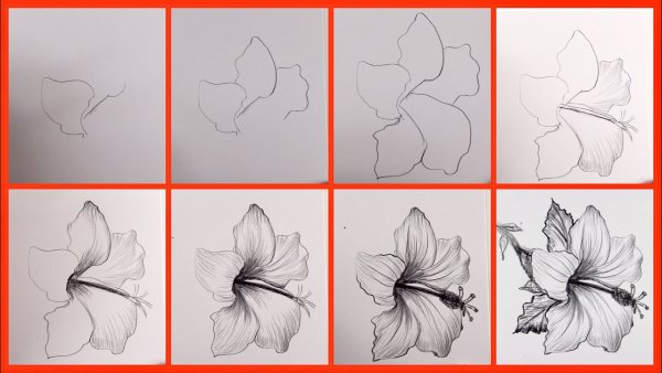 Идеи для срисовки красивые карандашом цветы поэтапно карандашом (90 фото)