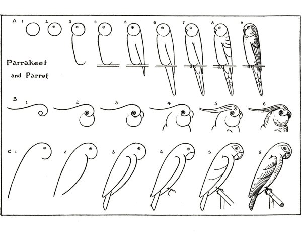 Идеи для срисовки попугая поэтапно легко (90 фото)