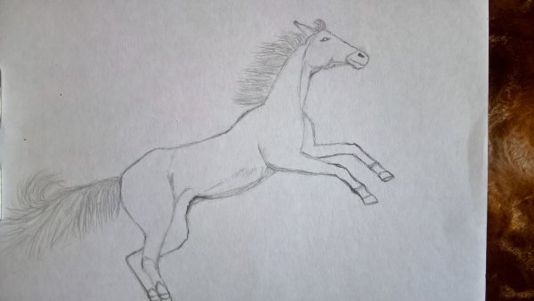 Идеи для срисовки лошадь карандашом легко и красиво поэтапно (90 фото)