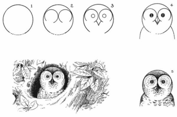 Идеи для срисовки сова карандашом для детей поэтапно легко (90 фото)
