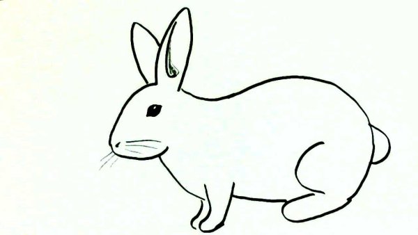 Идеи для срисовки заяц для детей поэтапно легко (90 фото)