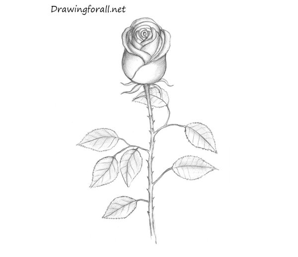 Идеи для срисовки простым карандашом поэтапно розы (90 фото)