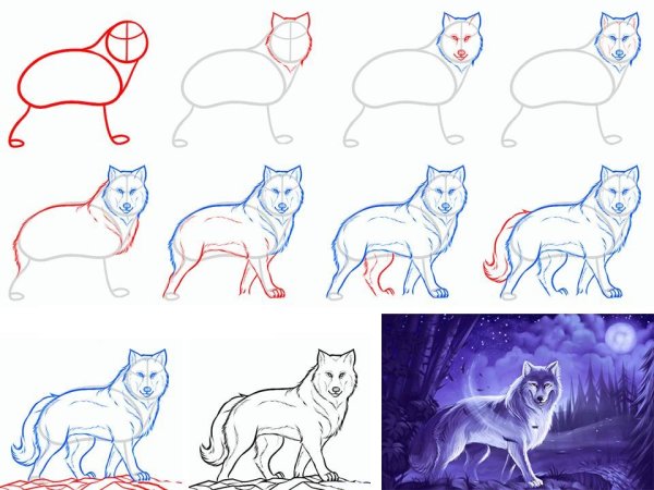Идеи для срисовки волк простой поэтапно (90 фото)