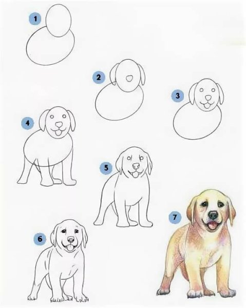Идеи для срисовки собаки поэтапно и просто (90 фото)