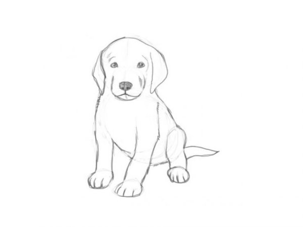 Идеи для срисовки простым карандашом собак поэтапно (90 фото)