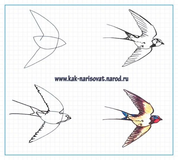 Идеи для срисовки птица поэтапно простые (90 фото)