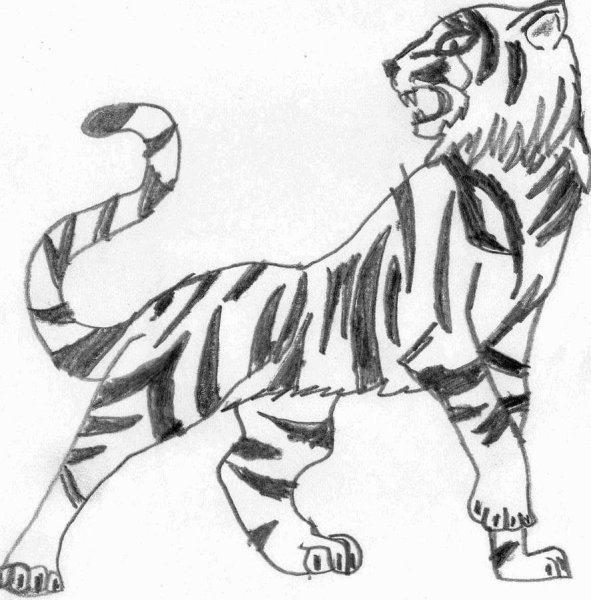 Идеи для срисовки простые тигра карандашом поэтапно (90 фото)