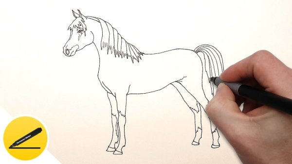 Идеи для срисовки лошадь простым карандашом поэтапно (90 фото)