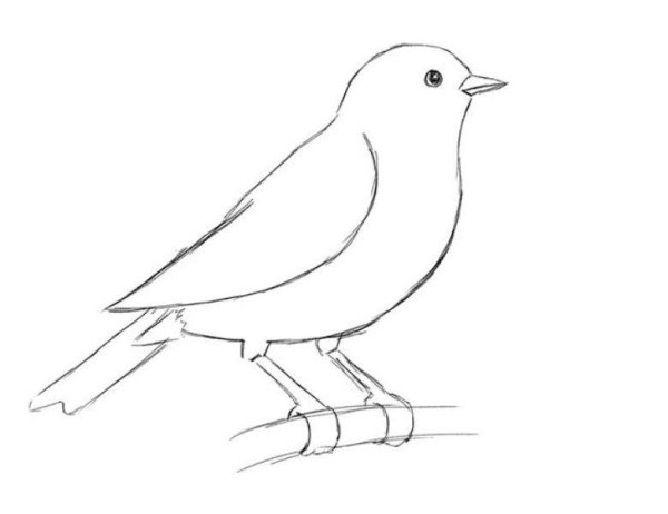 Идеи для срисовки самый простой птицы поэтапно (90 фото)