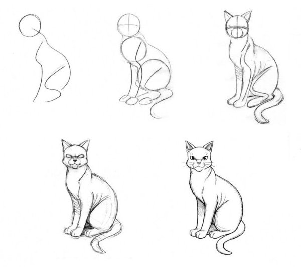 Этапы рисования кошки