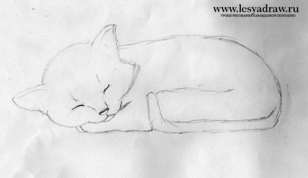Зарисовки кота лежащего