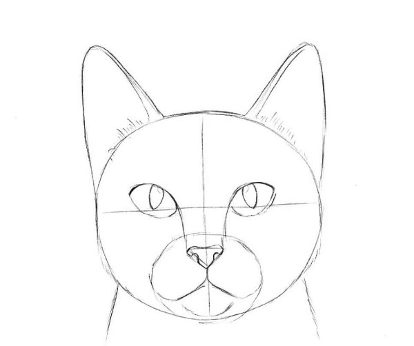 Рисование головы кошки