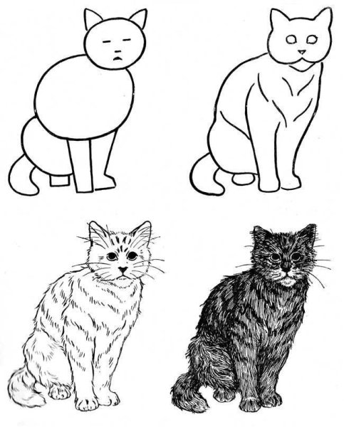 Схема рисования кошки